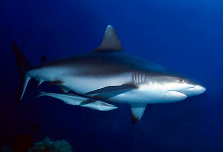 Tiburón con rémora