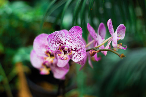 Orquídea. Foto por Yeimy Olivier en Unsplash