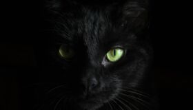Gato negro